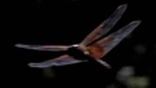 DRAGONFLY HUNTING Slow Motion 300 fps Casio Exilim EXF1 [upl. by Bil]