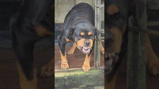 Angry Rottweiler growling sound rottweiler angrypuppy funnyanimals funny angrypets funnypets [upl. by Shore125]