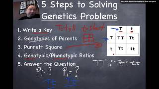 Punnett Squares 101 [upl. by Hallutama]