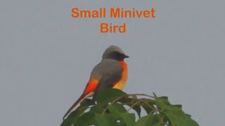 Small minivet Pericrocotus cinnamomeus [upl. by Alocin]