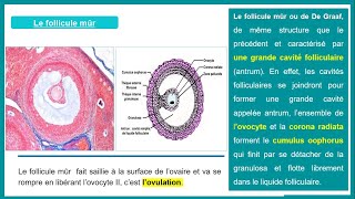 La folliculogenèse [upl. by Neeven]