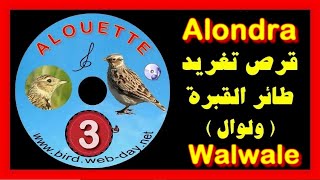 CHANT DE ALOUETTE walwal1 CDتغريد طائر القبرة  ولوال [upl. by Whitney]