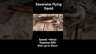 Flying Squid Compared squid facts shorts flying flight todarodes [upl. by Bernie]