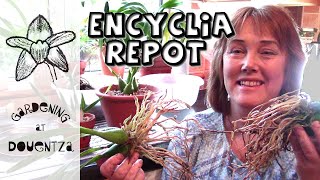 Encyclia Orchid Repot  two very different types [upl. by Christopher]