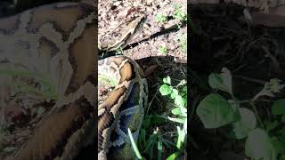 BURMESE Python handling outside with Nibbles reptiles burmesepython snake [upl. by Rodgiva]