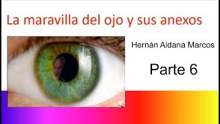 Histología del ojo Anexos oculares Parte 6 [upl. by Eintruoc]