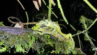 Bromeliad Arboreal Alligator Lizard Abronia taeniata mating [upl. by Fakieh116]