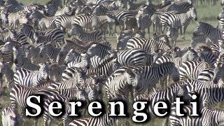 Serengeti Nationaal Park Tanzania 🇹🇿 [upl. by Eilah144]