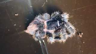 Dyskinetic Syndrome tarantulas with clinical case [upl. by Anay613]