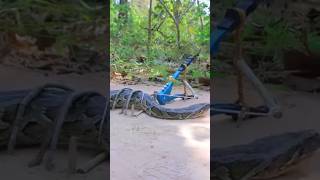 DIY SNAKE TRAP VIDEO TRENDING EAST S AME TRAP UNDER GROUND TRAP Snake TRAP BUILD TRAP FYP [upl. by Nnylesor156]