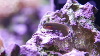 Tailspot blenny  Ecsenius stigmatura [upl. by Tobie]