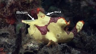 Mucky Secrets  Part 10  Frogfishes  Lembeh Strait [upl. by Danyluk84]