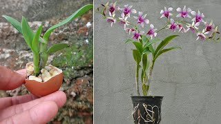 Unique method for propagating orchids Results beyond expectations [upl. by Namref44]