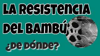 🎯EL PROCESO DE LIGNIFICACIÓN ¿Qué es y como se relaciona con la 💪resistencia del bambú🎋 [upl. by Alissa]