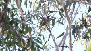 Regent Honeyeater calling near Quorrobolong NSW [upl. by Thacker]