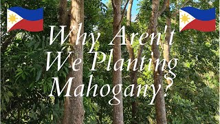 Why we Arent Planting Mahogany [upl. by Rehpotsirahc]