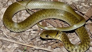 Checkered Keelback nonvenomous species was been rescued from the hostel reptile video snake [upl. by Uriiah]