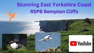 RSPB Bempton Cliffs  East Yorkshire Coast Apr 24 [upl. by Delogu326]