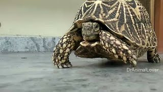 Star Tortoise care and disease in rainy season कछुए को बारिस मे होने वाली बिमारिया व समाधान [upl. by Rapsac856]