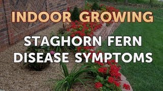 Staghorn Fern Disease Symptoms [upl. by Romola]