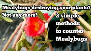 2 best methods to get rid of mealy bugs [upl. by Artaed]