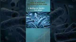 Types of bacteria on the basis of shape biology bio bacteria coccus bacillus exam shorts 1 [upl. by Cresa120]