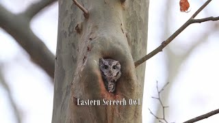 Eastern Screech Owl [upl. by Amilb733]