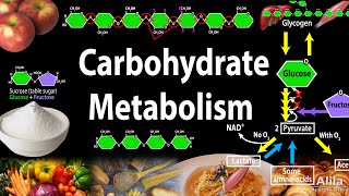 Carbohydrate Structure and Metabolism an Overview Animation [upl. by Weatherby]