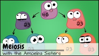 Meiosis Updated [upl. by Ibrahim]