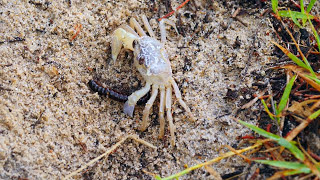 Juvenile Ghost Crab Ocypode with Millipede Diplopoda [upl. by Assirim136]