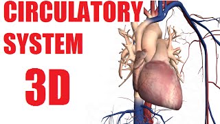 Circulatory System Anatomy  Heart Arteries and Veins Anatomy [upl. by Basset]