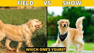 Field Golden Retriever vs Show Golden Retriever How They Are Different [upl. by Enaols248]