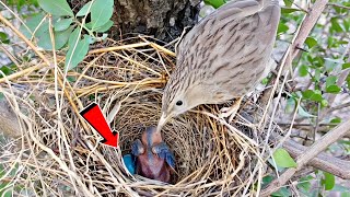 There was an unfertilized egg in babbler nest BirdPlusNature [upl. by Gilud]