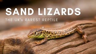 Looking for the UKs RAREST Lizard  Rewilding Sand Lizards  Nature Diaries [upl. by Yelsnik619]