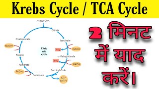 Krebs cycle in hindi  TCA cycle  krebs cycle trick [upl. by Sparky]