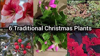 6 Traditional Christmas Plants History behind the Tradition and care tips [upl. by Nnylyt]