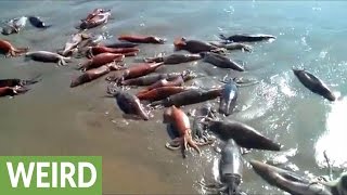 Mass amounts of live squid wash up on San Diego shore [upl. by Ainala]