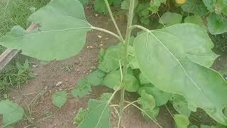 sunflower  Helianthus annuus  Common sunflower [upl. by Efeek]