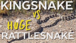 King Snake Vs MASSIVE Rattlesnake [upl. by Lisle241]