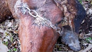 Tierarzt rennt mit geladenem Gewehr durch Letea Wald als er das Wildpferd mit Eisenkette entdeckt [upl. by Cindra]