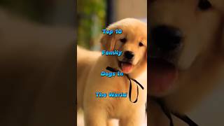 Top 10 family dog in world family shorts youtubeshorts ytshorts dog [upl. by Dasya491]