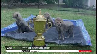 Birth of cheetah cubs in Oudtshoorn [upl. by Oal656]