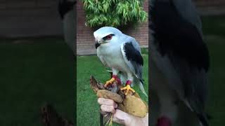 Black shouldered kites eagle snake leopardlove reptiles [upl. by Elison]