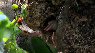 Lineated Barbet feeding baby at Seletar West Park Hampstead Wetlands Oct 13 2024 [upl. by Fidellas]