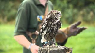 Birds of Prey  World of Wings Cumbernauld Glasgow [upl. by Lainad]