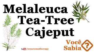 MELALEUCA  Teatree amp Cajeput [upl. by Ardnama]