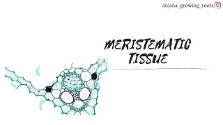 Meristematic Tissues Malayalam  Features Of Meristem  Apical Cells  Plnat Tissues [upl. by Niggem]