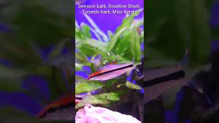 Denison barb Roseline Shark Torpedo Barb Miss Kerala barbfish [upl. by Eednim]