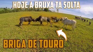 ESSA VAI PARA QUEM GOSTA DE BRIGAs DE BOI BRAVOS [upl. by Kingsbury782]