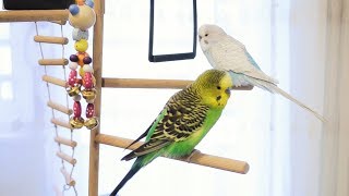 3 Hour Budgie Sounds for Lonely Budgies [upl. by Inalial]